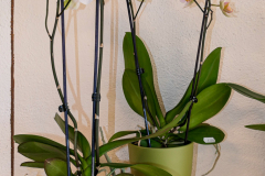 20210204_KBecker_Lumix-1010551